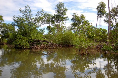 Lasy mangrowe na Dominikanie