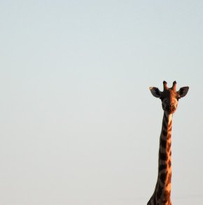 Jak wazny jest wzrost w zyciu jak i w polityce