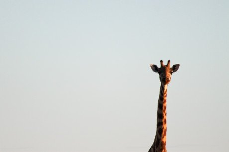 Jak wazny jest wzrost w zyciu jak i w polityce